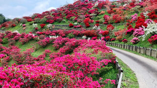 笠間つつじ公園