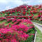 笠間つつじ公園