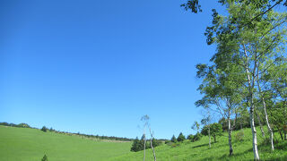 白樺の木々も美しい高原です