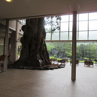 ロビーの巨大な屋久杉のレプリカ