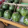 小玉スイカの名産地