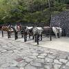 落馬しました。安全対策・動物への配慮ともに非常に不十分です
