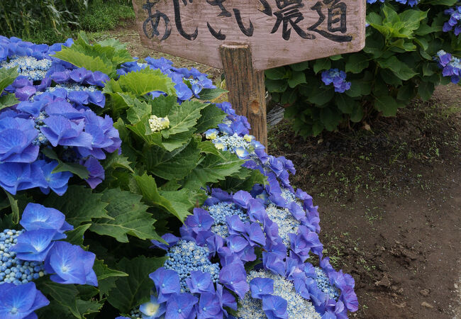 平坦なあじさいの里はのんびりと散策するのがおすすめ