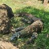 コモドドラゴンがゆっくり見れます