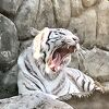 ホワイトタイガーを見に