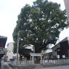 紀の川市指定の天然記念物の大楠樹