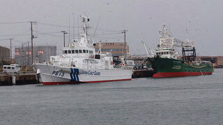 ヒメウが見られました。