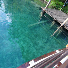 水はすごくきれい