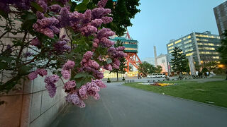 ライラックの花咲く大通公園を歩きました。