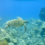 遠浅のビーチですが、沖合には亀が居ます。