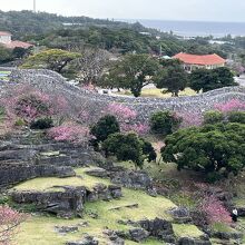 毎年1月末～2月頭頃は桜祭りがあるよ