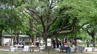 タイワンシロガシラが見られました。