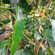 コーヒー農園の多くはキンタマーニ高原にあるそう