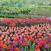 ずっと行きたかったキューケンホフ公園！