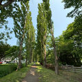 北海道大学の観光名所・ポプラ並木を歩きました。