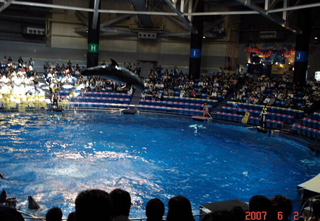 ノコギリエイが見られました。