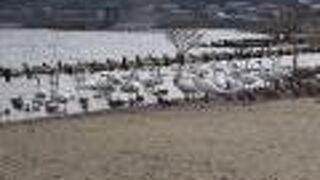 タヒバリが見られました。