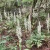 10年ぶりに登れるようになった神山は自然の宝庫