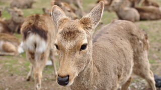 MIROKU 奈良 by the SHARE HOTELS