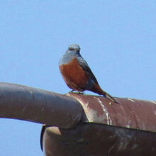 イソヒヨドリ♂