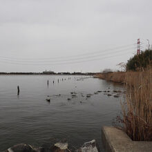 水郷トンボ公園の湖岸風景