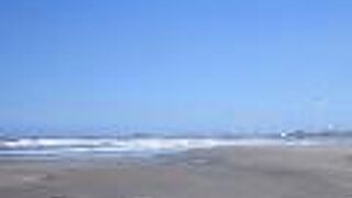 イソシギが見られました。