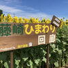 迷路もあるひまわり畑