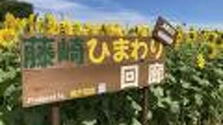 藤崎ひまわり回廊（織戸菜園）