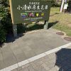 ハマナス