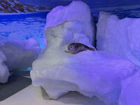 オホーツク流氷館