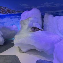 オホーツク流氷館