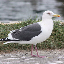 オオセグロカモメ