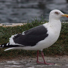 オオセグロカモメ