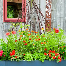 カフェ前にもコンテナガーデンがあります。