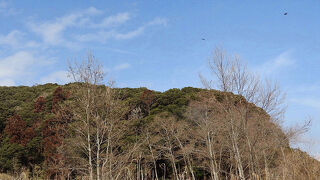 猛禽のノスリが見られました。