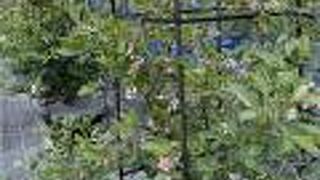 観光農園ブルーベリーの村 