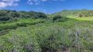 阿嶽川マングローブ林