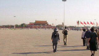 ヨーロッパアマツバメが見られました。