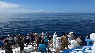 フィッツロイ島