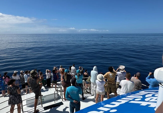 フィッツロイ島