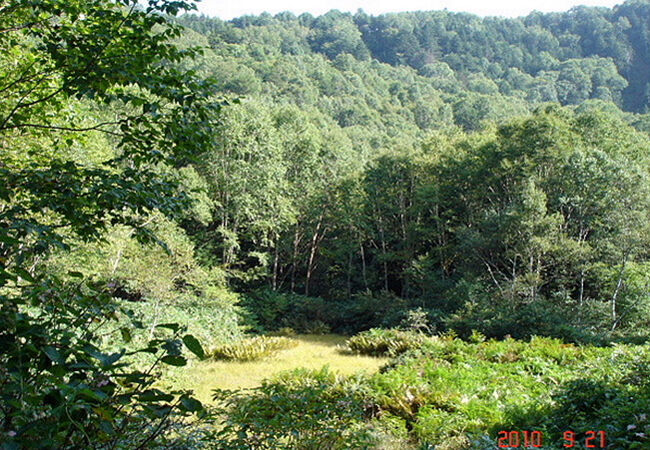 ヒカリゴケが見られました。