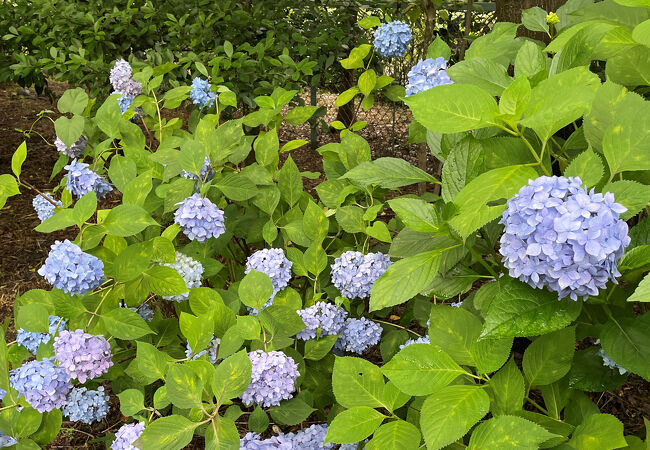 京都御苑で紫陽花鑑賞
