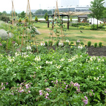 野菜を植えている農のガーデン