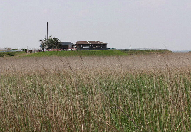 ムナグロが見られました。