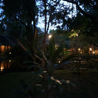 コテージまでのお庭