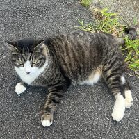 看板猫ちゃちゃ丸。誰にでも懐きます。