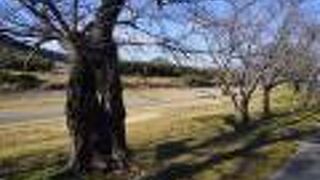 狩野川さくら公園