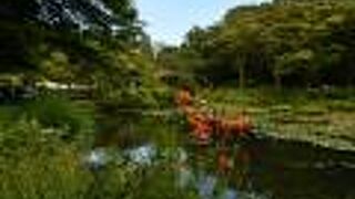 六甲高山植物園