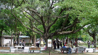 タイワンオナガが見られました。