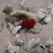 赤や白の珊瑚片。よく見ると、さらに細かい無数の砕片が。